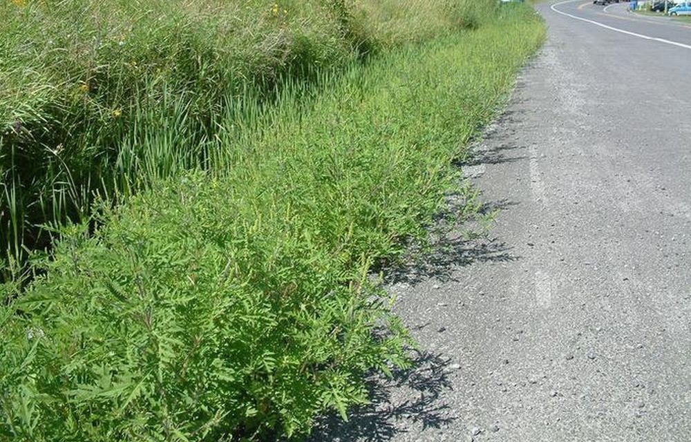 Tortona chiede collaborazione per  contrastare la diffusione dell’ambrosia