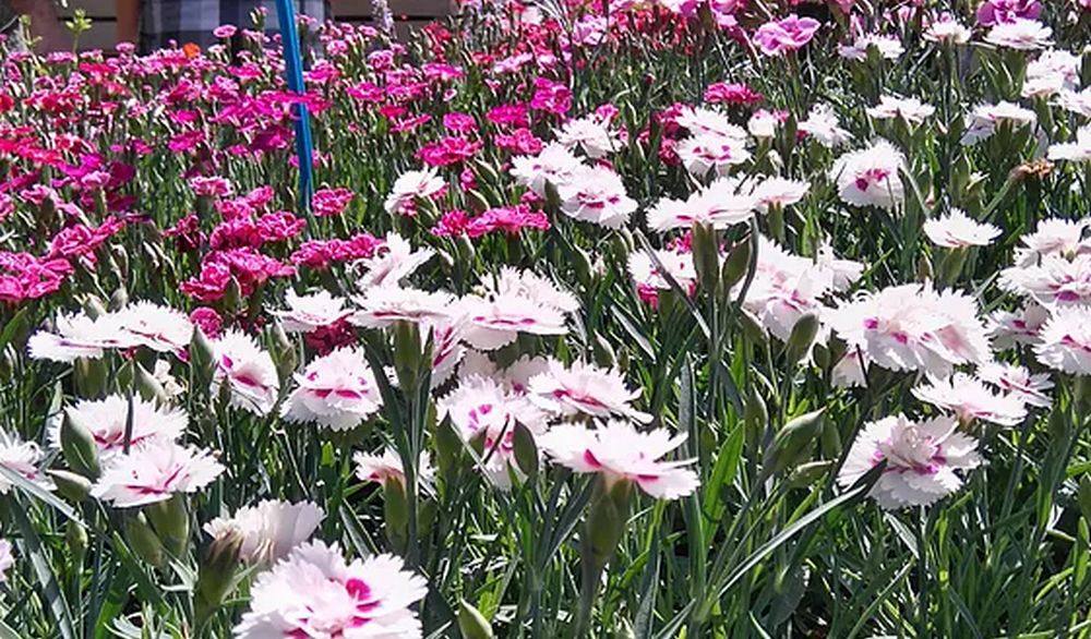 Sabato e domenica ad Ovada c’è “Fiorissima” con  fiori e piante da ogni parte d’Italia e tanto altro