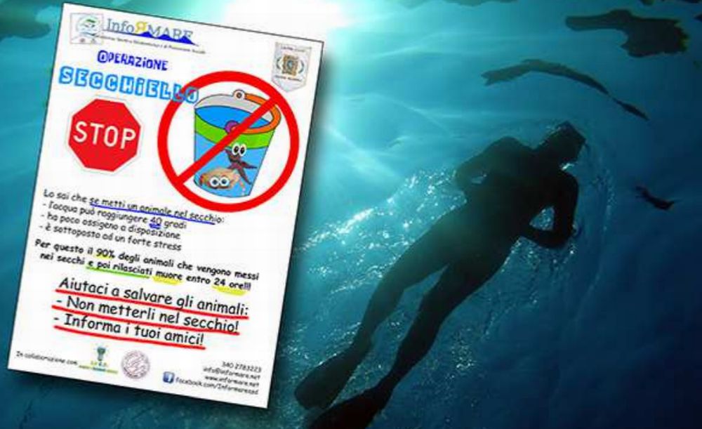 Giovedì i bambini delle scuole di Diano marina si danno appuntamento al Molo delle tartarughe per capire il mare