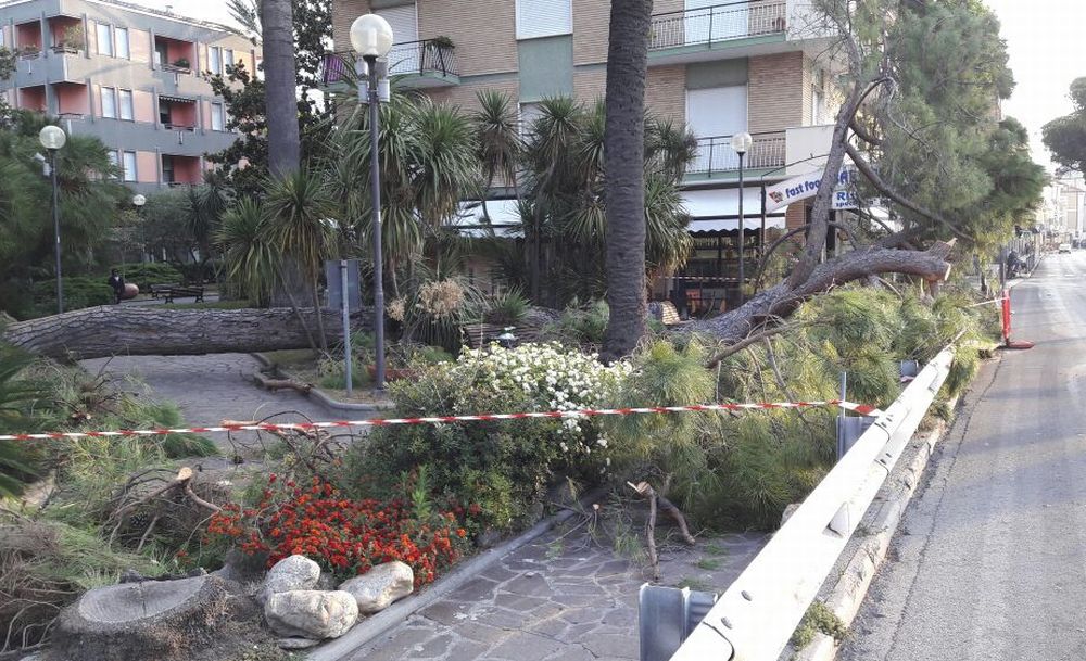 Nella notte crolla un pino nel parco del Museo di Diano Marina, cause e ragioni dell’episodio avvenuto quando non c’era nessuno