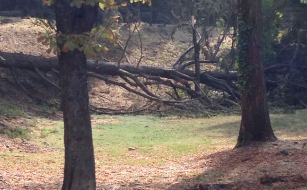 Il temporale a Tortona ha flagellato il Castello e l’area Silvi facendo cadere molti alberi./Le immagini