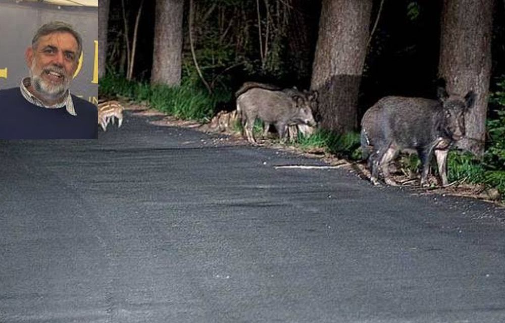 Tra Diano Castello e Diano Marina una famiglia svegliata nel cuore della notte dai cinghiali