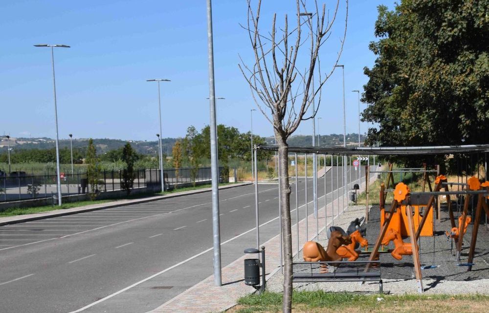 Ad Alessandria i vandali abbattono 5 piante nella strada della clinica, un delitto contro la natura