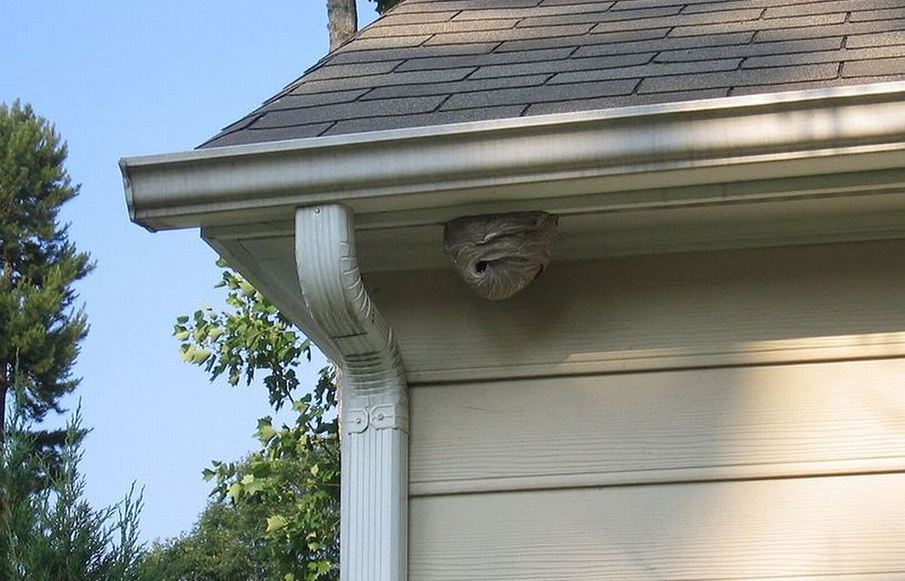 Disinfestazione nidi di vespe e calabroni  I Volontari AIB di Coniolo a disposizione della città di Casale Monferrato