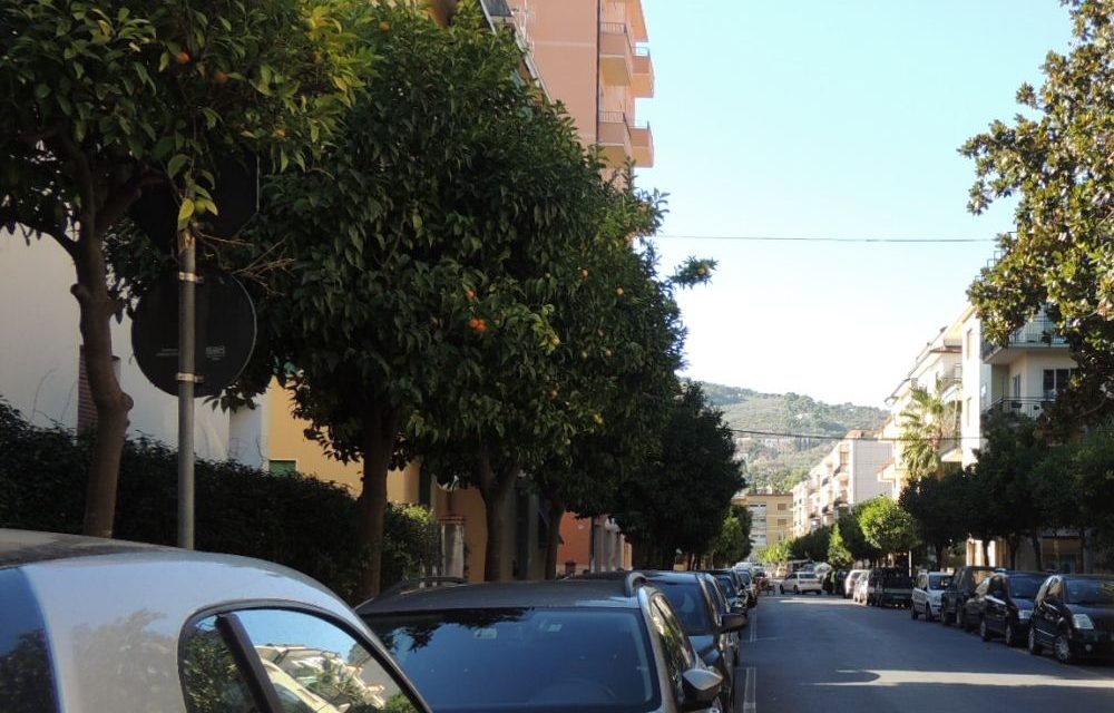 Aranci sugli alberi di Diano Marina, li raccoglierà (gratis) un’azienda di Imperia