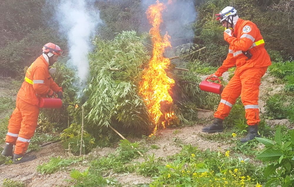 Scoperte e distrutte 600 piante di canapa indica nel casalese