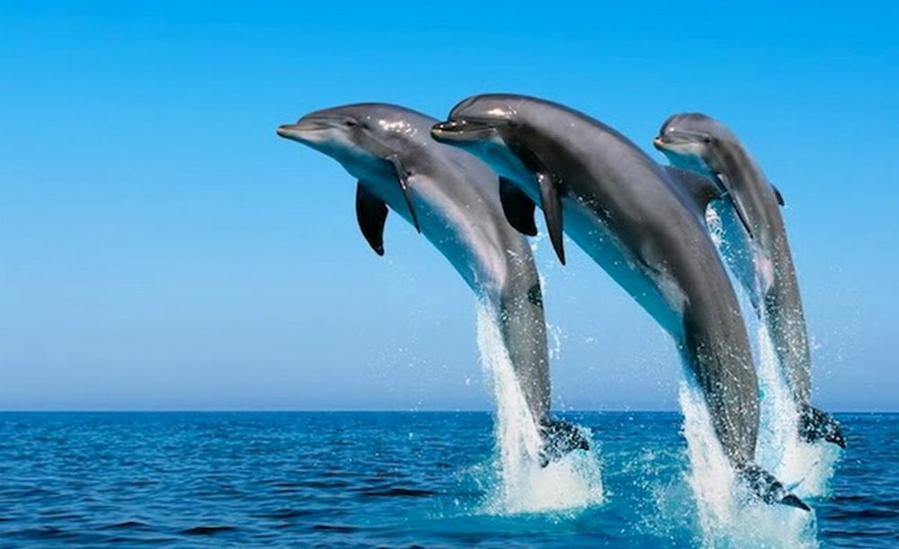 Nuovo appuntamento con il nostro mare organizzato dal Lions Club: “L’importanza del Ponente ligure per i cetacei”