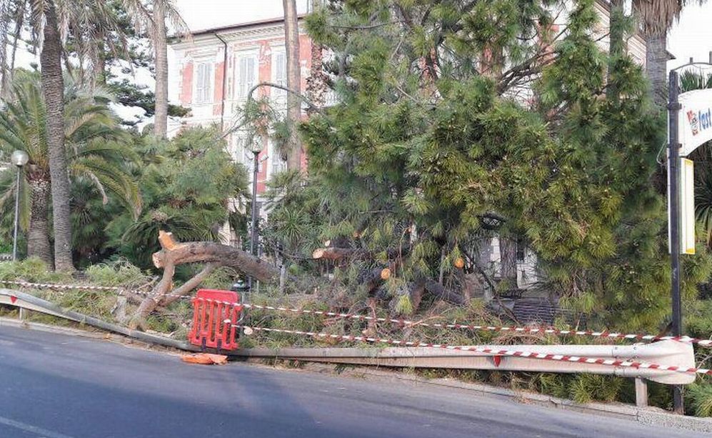 Piante a rischio sul territorio di Diano Marina, interviene il Comune che le abbatte