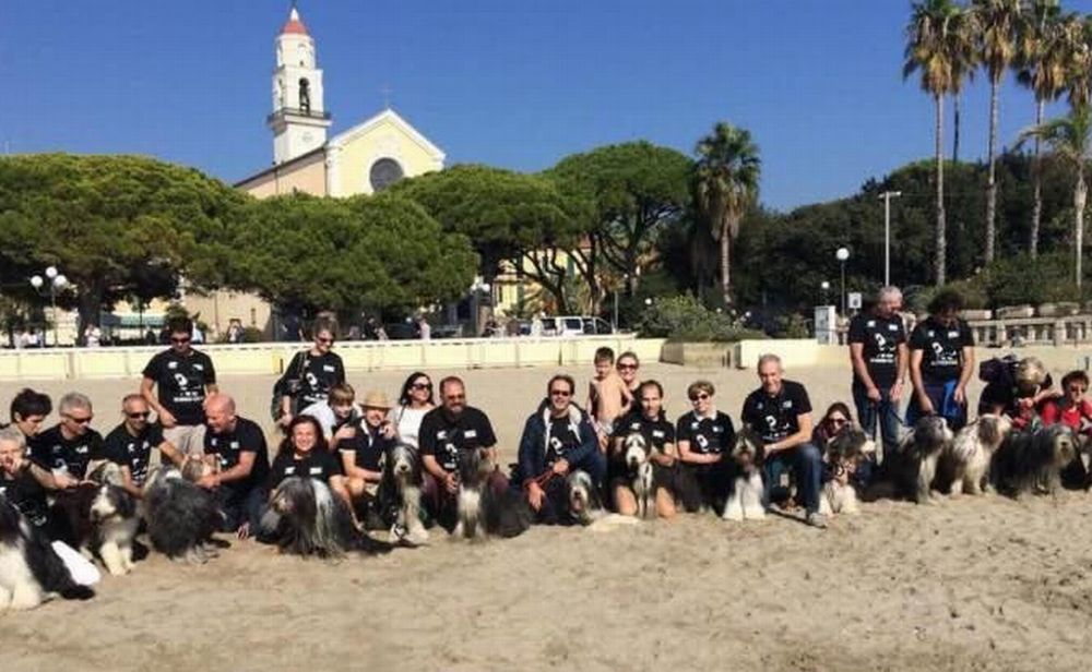 Tanta gente a Diano Marina per l’unico raduno in Italia dei cani della razza Bearded collie. Le immagini