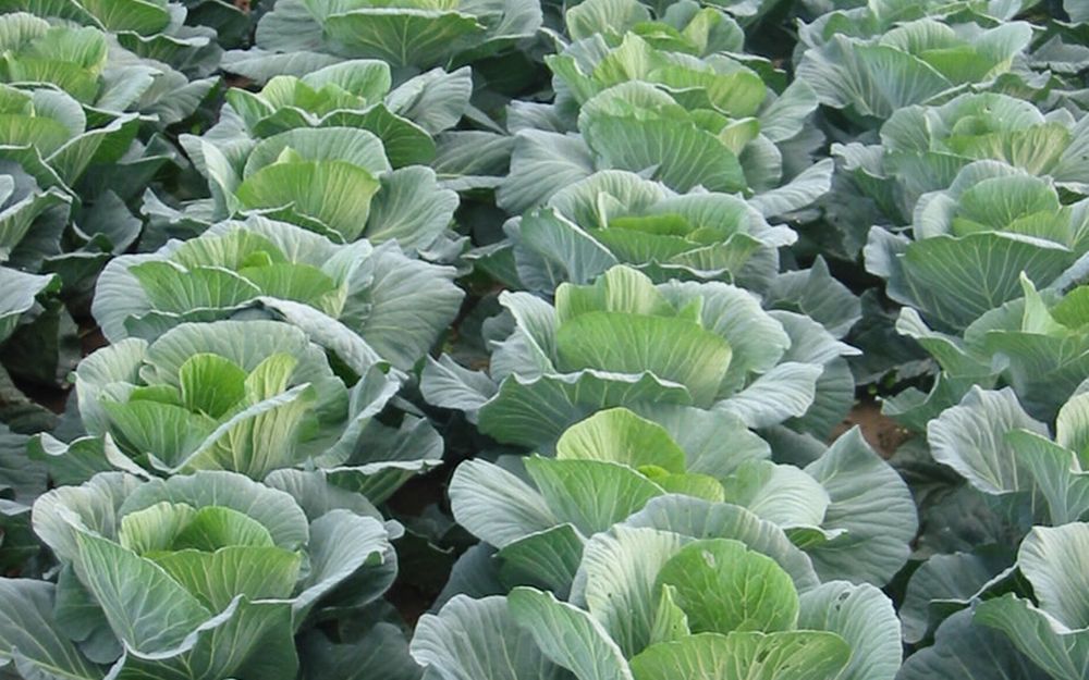 Il Comune di Casalcermelli e Slow Food vogliono valorizzare i cavoli di San Giovanni