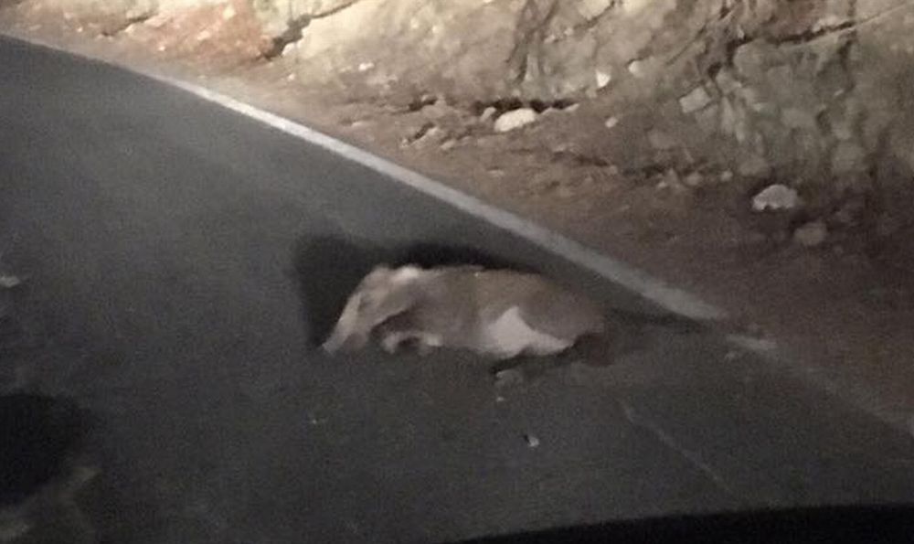 Trova un cinghiale moribondo in strada a Montegrazie, avvisa il 112 per 4 volte e….