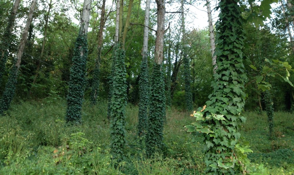 Alla ex colonia solare di Tortona gli alberi infestati dall’edera. Si può fare qualcosa per evitare che soffocchino?