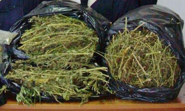 Ventimiglia, due italiani coltivano in casa piantine di marijuana. Denunciati dalla Polizia