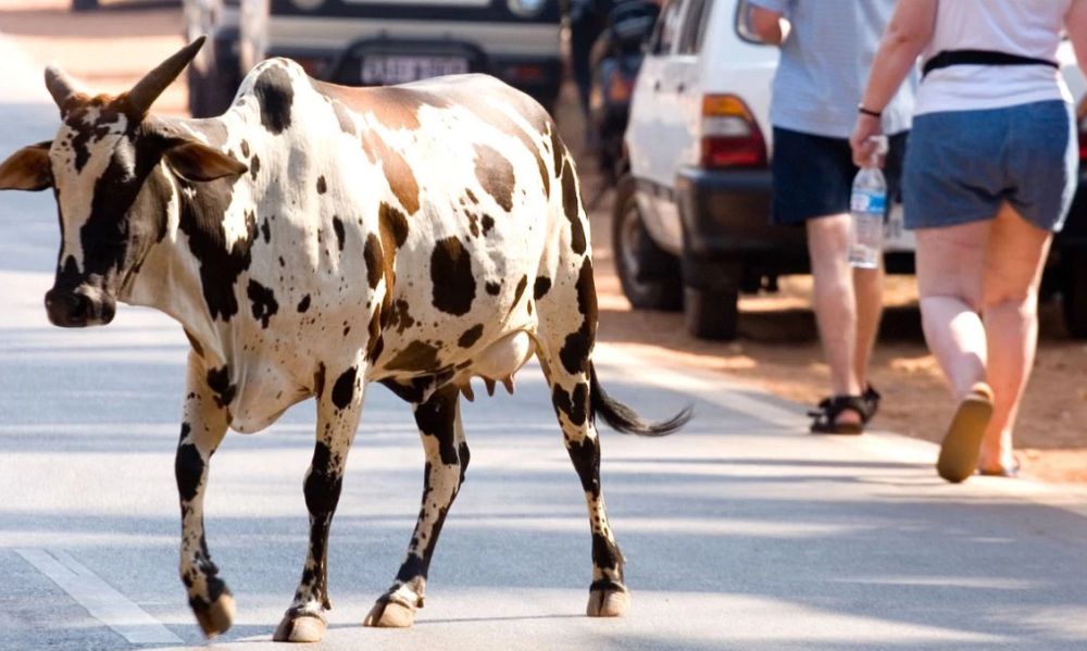 Mucche e vitelli vagano per le strade di Diano Arentino, spaventano la gente e creano danni. Inutili due ordinanze del Sindaco, parte l’esposto