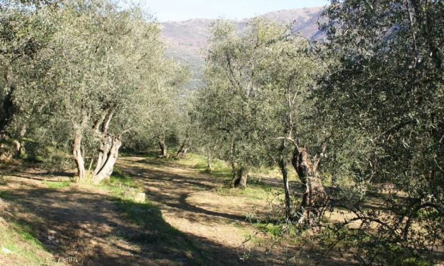 La grandinata di ieri ha provocato danni fino al 40% alle colture in provincia di Imperia