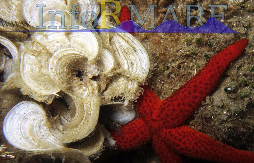 L’associazione InforMare di Imperia insegna educazione ambientale nelle scuole di Andora