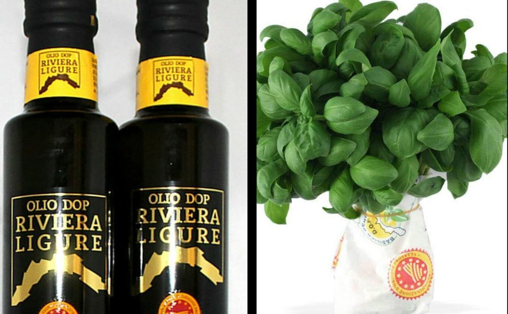 Olio in provincia di Imperia, si prevede una buona raccolta e di ottima qualità