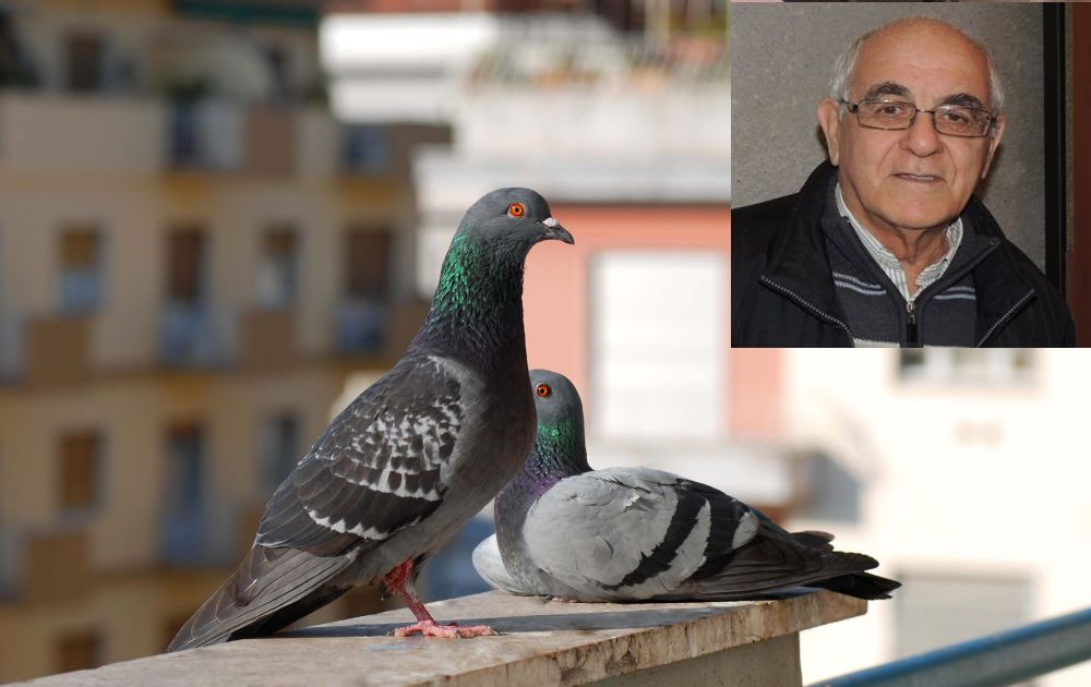 Piccioni in gran numero e fastidiosi, Cervo dà il via all’opera di allontanamento e sterilizzazione