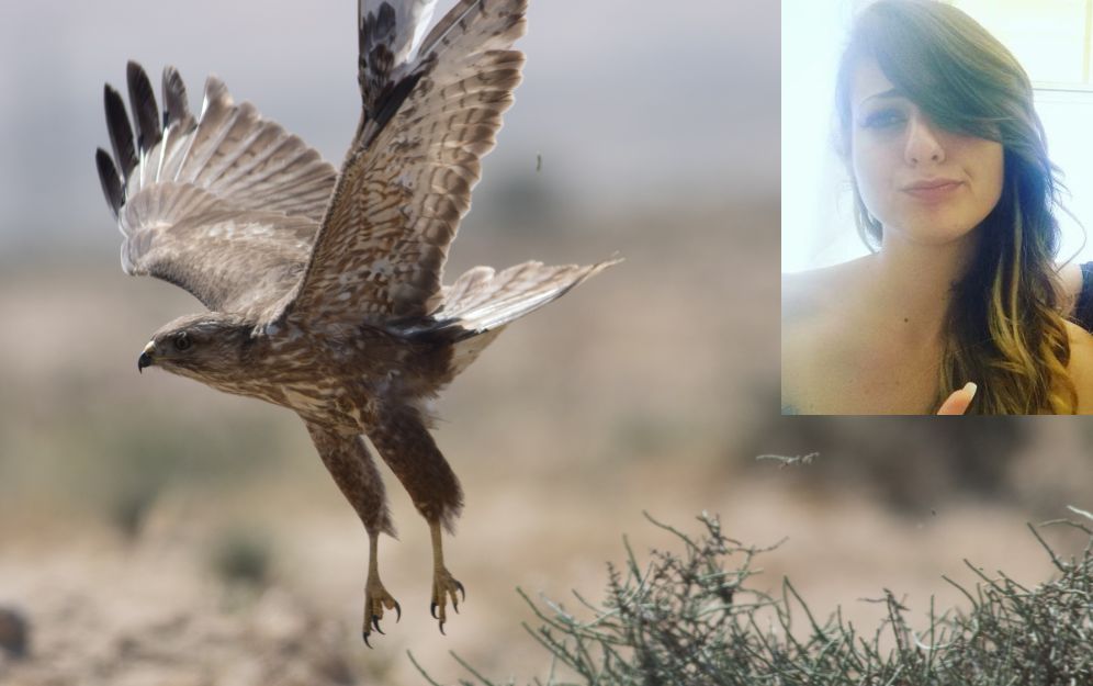 Tre giovani dianesi salvano una poiana: “E’ un animale protetto e chi ha sparato dovrà risponderne” /La storia