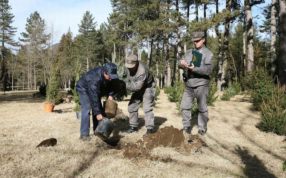 Trasformano un bosco n un pioppeto nel casalese individuati dai forestali