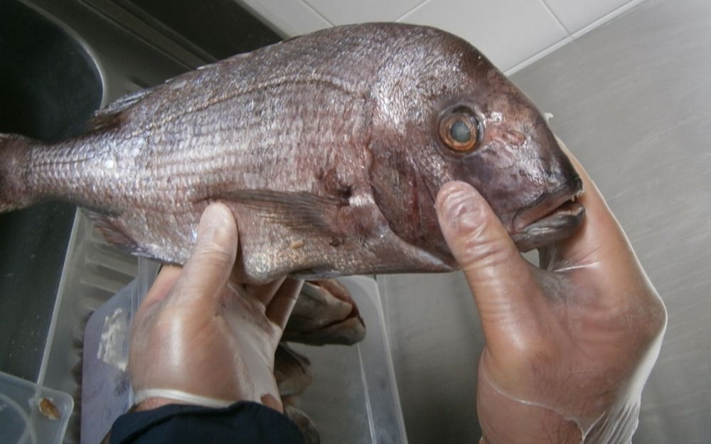 Controlli di Polizia Locale e ASL in ristoranti etnici a Casale Monferrato, alcuni nei guai per il pesce che…