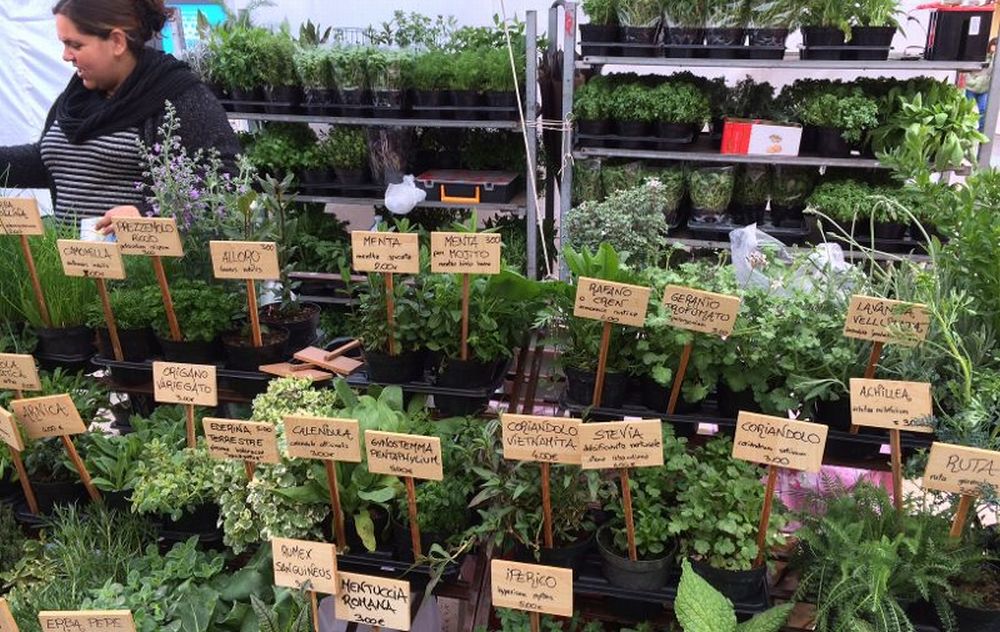 Martedì e Giovedì a Diano Marina due incontri per conoscere erbe e flora locale aspettando “Aromatica”