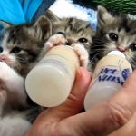 Cabella Ligure si mobilita per le colonie feline: a teatro per solidarietà con “Bacio Bacio Micio Micio”