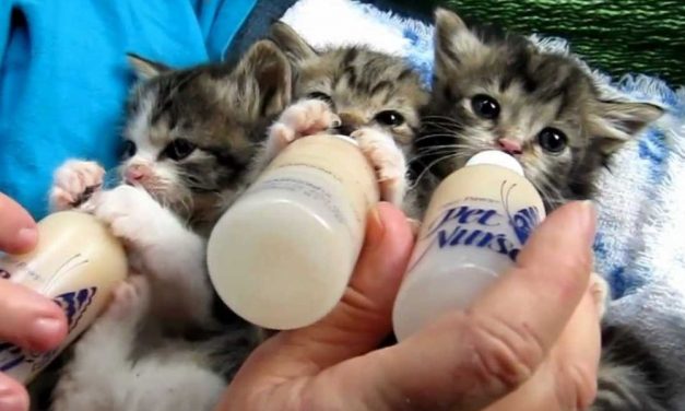 Cabella Ligure si mobilita per le colonie feline: a teatro per solidarietà con “Bacio Bacio Micio Micio”