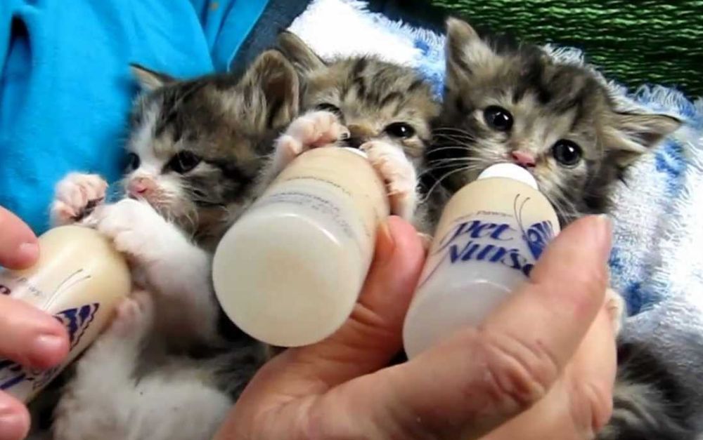 Censite le colonie feline presenti a Tortona e dintorni, sono ben otto