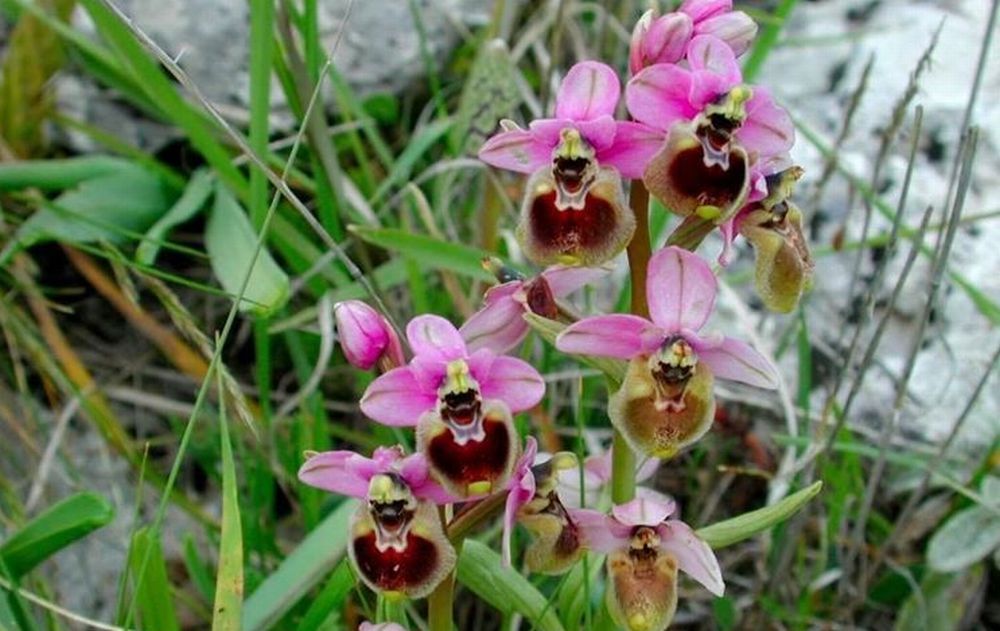 Domenica a Pecetto di valenza torna il Festival delle orchidee selvatiche