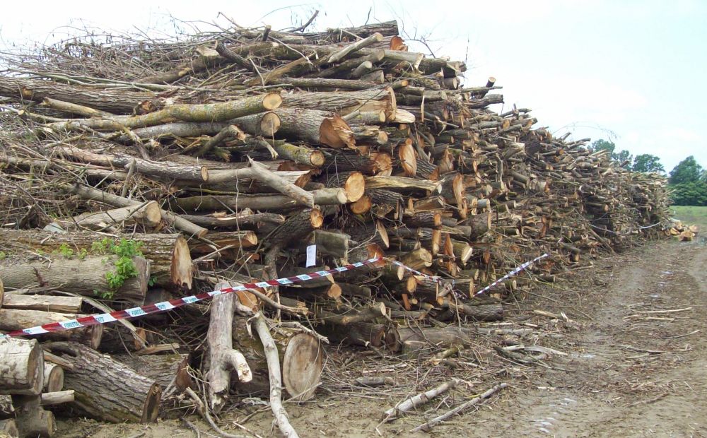 Rumeni tagliano abusivamente tutti questi alberi sulle sponde del Bormida, scoperti dalla Forestale