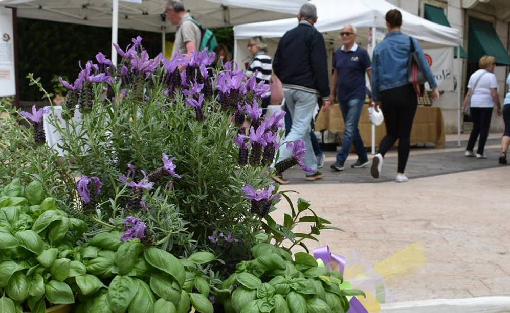 Inaugurata Aromatica a Diano marina, buona affluenza sin dal mattino