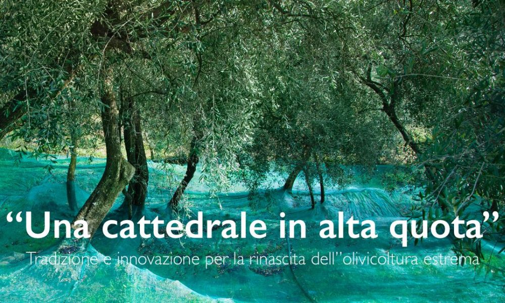 Sabato a Dolcedo la manifestazione del Fai “Una Cattedrale in alta quota. Per la rinascita dell’olivicoltura estrema”