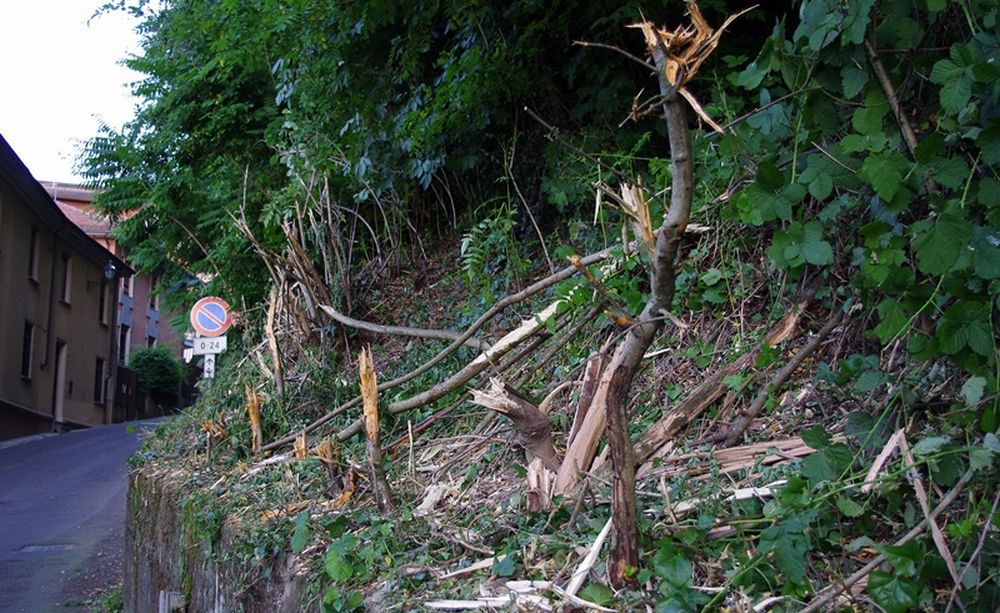 Vandali al bosco del Lavello con alberi squarciati da qualcuno. La denuncia degli ambientalisti