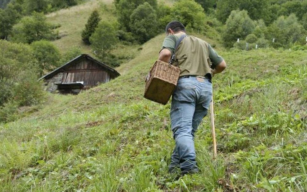 Cercatore di funghi si perde nei boschi e mentre tutti lo cercano lui torna a casa in taxi
