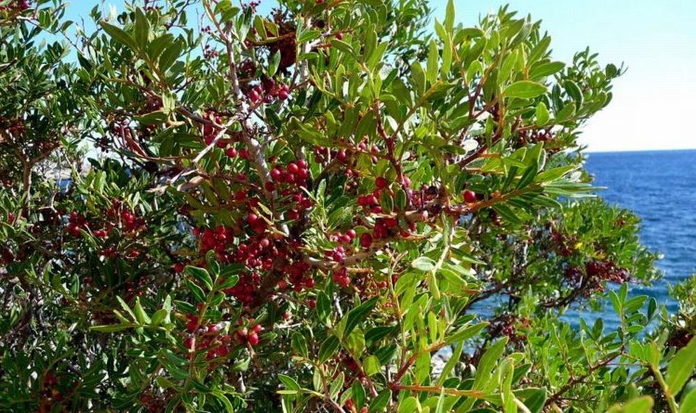 In pieno giorno entrano in un terreno privato a San Bartolomeo e tagliano 70 kg di lentischio, presi dai Carabinieri