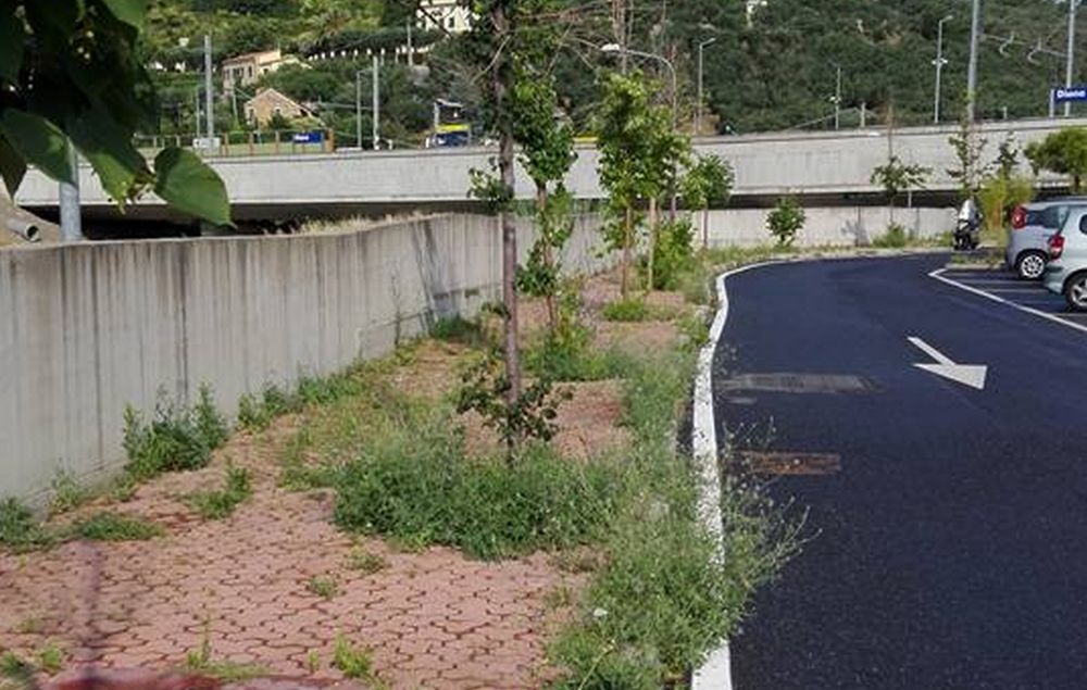 La stazione di Diano sembra una giungla, ma a chi tocca la manutenzione del verde?