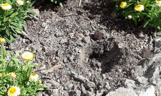 Incredibile ma vero: pezzenti rubano persino i fiori dalle aiuole di Diano Marina. Il vice sindaco “Sono incazzato”