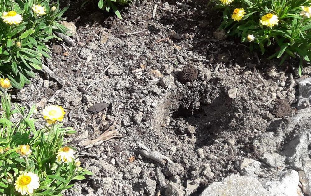 Incredibile ma vero: pezzenti rubano persino i fiori dalle aiuole di Diano Marina. Il vice sindaco “Sono incazzato”