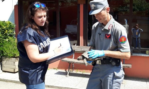 Alessandria, custodiva una tartaruga in via di estinzione, i carabinieri gliela sequestrano