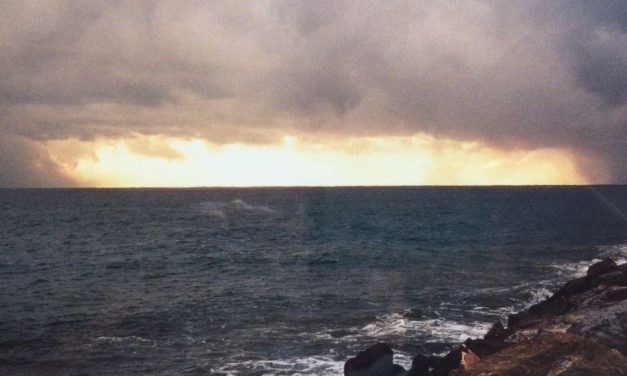 Olive in provincia di Imperia la metà del raccolto andato a puttane per via del maltempo