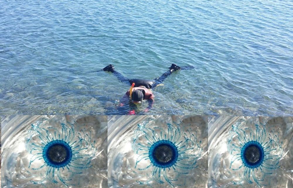 Nel mare di Diano Marina i sub di “Informare” hanno avvistato il “bottone blu” del mare