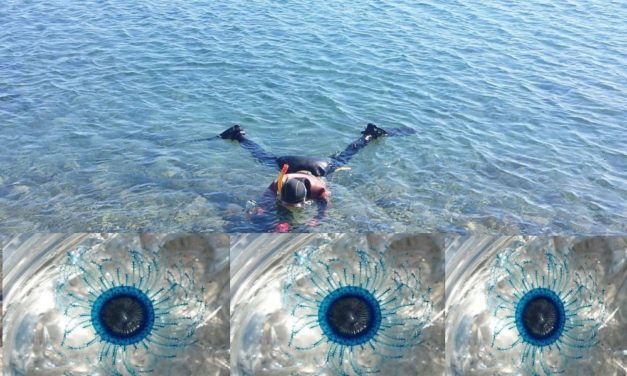 Nel mare di Diano Marina i sub di “Informare” hanno avvistato il “bottone blu” del mare