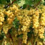Il gran caldo anticipa la vendemmia nel Tortonese e in provincia