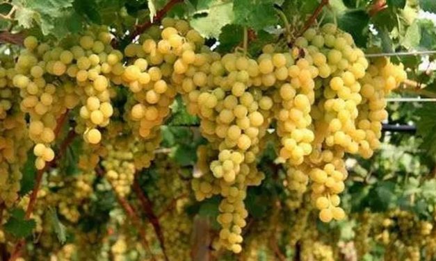 Il gran caldo anticipa la vendemmia nel Tortonese e in provincia