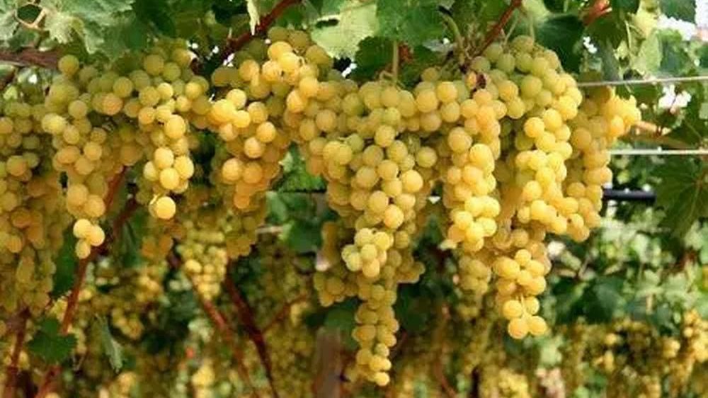 Vendemmia anticipata a causa del clima: prospettive per un’ottima annata