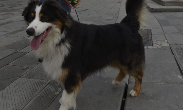 Il cane eroe apparso nei servizi in Tv per aver salvato le persone abita a Tortona