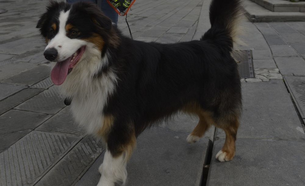 Il cane eroe apparso nei servizi in Tv per aver salvato le persone abita a Tortona