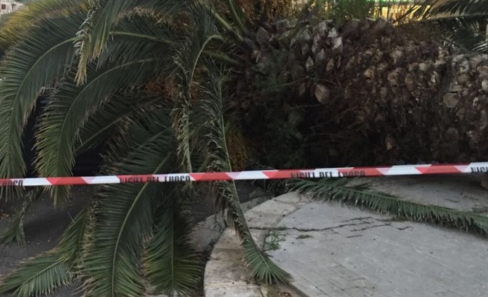 Automobilista sfigato a Cervo: una palma cade sulla sua auto parcheggiata