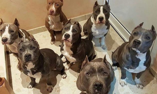 La Polizia di Casale arresta un senegalese, ma adesso ha problemi con i suoi 40 cani pitbull